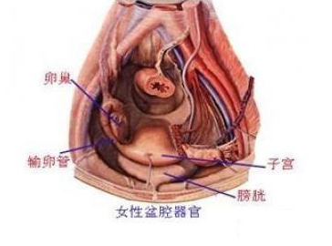 昆明女性盆腔炎的具体症状表现都有哪些